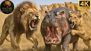 Serengeti Hoang Dã | Cuộc Đối Đầu Khốc Liệt Của Hà Mã Và Kẻ Săn Mồi - Thế giới động vật