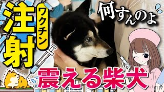 ワクチン注射を頑張る柴犬