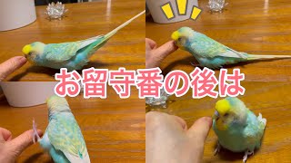 2021.4.23 しんちゃんお留守番の後は　【セキセイインコしんちゃん】