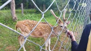 deer wild sanctuary and beautiful park at pocharam 🦌🦌🍀🍀near medak