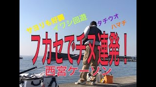 西宮ケーソン チヌとサヨリ fishingmax 武庫川