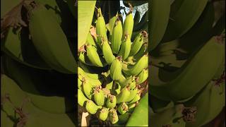 କଦଳୀ ଚାଷ ll Banana farming ll Chasa Dunia #music #love #song #odiafarming #shortvideo #reels