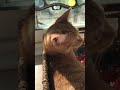 【橘子一家人】小猫咪后脑勺看着都那么可爱😽