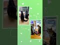 猫です =^・^= 1月30日　 スコティッシュ スコティッシュホールド ちくちゃん たまちゃん たまご ちくわさん ちく ねこ たまごちゃん ねこのいる暮らし ちくわ たま