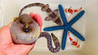 Catch puffer fish and hermit crabs, nemo fish, eels, sea fish, sharks, starfish, ornamental fish