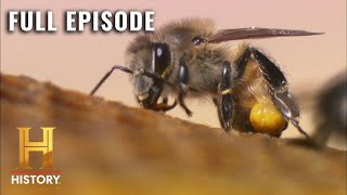 MonsterQuest: Giant KILLER Bees! The Failed Experiment (S4, E4) | Full Episode