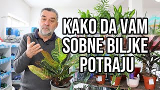 Kako da vam sobne biljke potraju