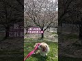 愛犬と桜を見に行ってきました　 花見 犬とお出かけ　 キャバリア