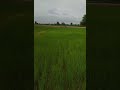 វាលស្រូវវាលស្រែ video videos famer food automobile rice