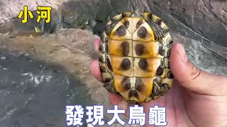 Big harvest upstream  huge \u0026 cartoon tortoises found! Lucky Outdoor Ajie!