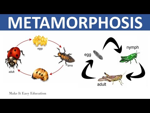What stage are found in the incomplete metamorphosis?