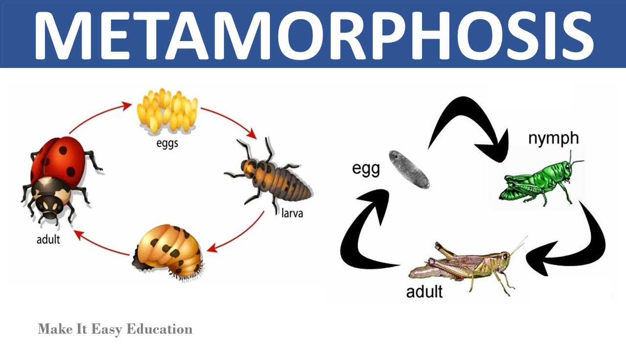 METAMORPHOSIS || COMPLETE AND INCOMPLETE METAMORPHOSIS || SCIENCE ...