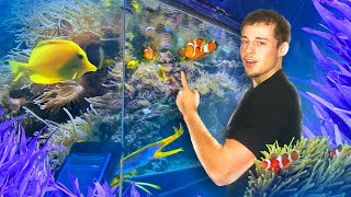 Cet AQUARIUM à Limoges SAUVE des POISSONS Depuis 1993 ! 😲🐠