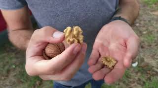 Harvest Time at Our Walnut Plantation in Kacarevo!