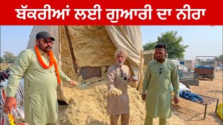 ਬੱਕਰੀਆਂ ਲਈ ਗੁਆਰੀ ਦਾ ਨੀਰਾ । Guaari Da Nira #goat #feed #nira #guari। Tungwali Bakra Mandi