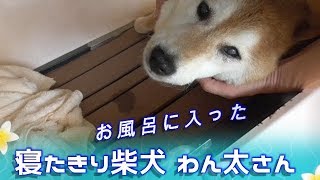 寝たきり柴犬わん太さんの入浴シーン💖 2018/8のお風呂