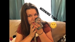 Baby Monkey Morning Time  Max’s Morning Routine