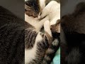 大人しく寝ていますが、顔を踏んづけています😾　 ねこ