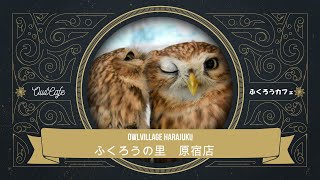 ふくろうの里原宿店紹介・日本語Ver.【We are Owlvillage Harajuku!!】