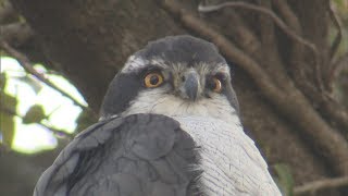 【特集】生き物大好き記者が追う！今回のテーマは「岡山県北へ！水辺や里山で野鳥を観察」