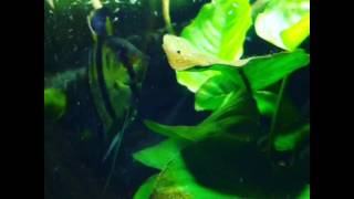 エンゼルさん　子育て6【エンゼルフィッシュ　Pterophyllum