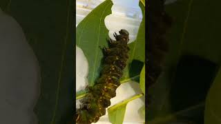 Viral Infection of Poor Caterpillars. Biocontrol of Insects in Action. What Needs to Do?