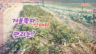 겨울 쪽파 상태와 관리는? How do you manage your winter chives?