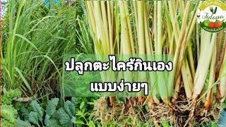 วิธีปลูกตะไคร้แบบง่ายๆให้อวบอ้วน รากงอกไว ไม่เน่า How to plant Lemongrass