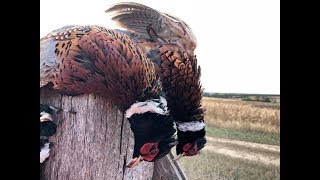 South Dakota Pheasant Hunting
