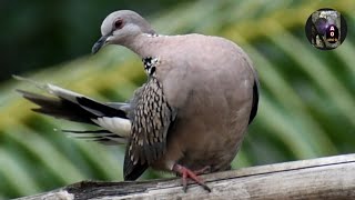 Beautiful Dove Style .