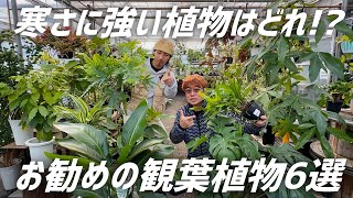 【観葉植物】冷たい部屋の中でも育てられる寒さに強い植物たちを一挙ご紹介!!