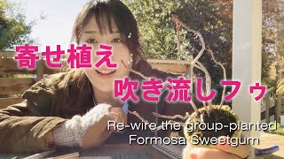 寄せ植えフウの針金かけ直し【キミのミニ盆栽びより】Re-wire the “Liquidambar formosana” for group planting