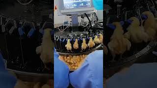 Inject vaccines into chicks  #greatfarm #poultryfarm