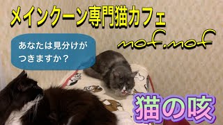 『猫の咳』メインクーン専門猫カフェmof.mof