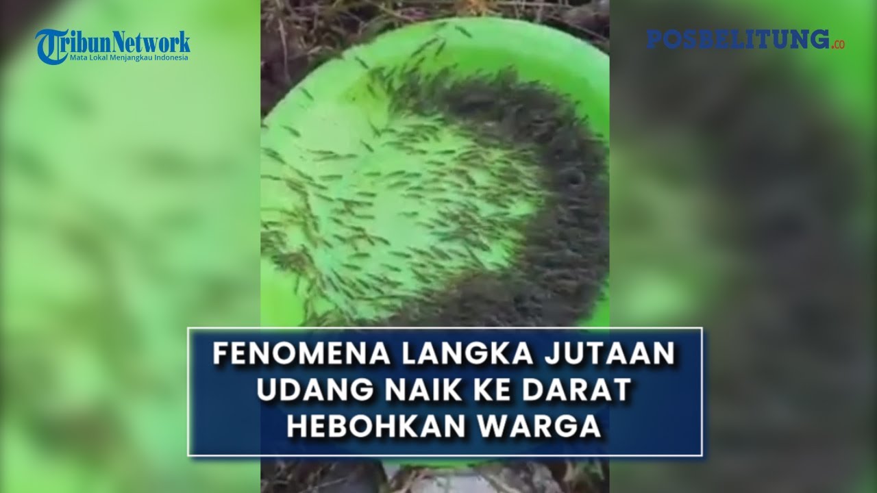 Fenomena Langka Jutaan Udang Naik Ke Darat Hebohkan Warga Gorontalo ...