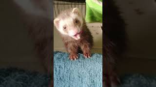 フェレットのあくびと伸び　ferret!!!  Ferret yawning and stretching #Shorts