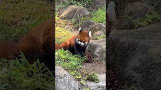 20240811ヒマワリのりんごボックリ🍎 #レッサーパンダ #多摩動物公園 #ヒマワリ #redpanda #zoo