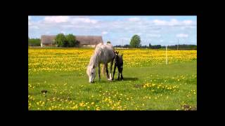 Müüa eesti tõugu hobune - Voore Rivigal / The Estonian Native Horse - Voore Rivigal for sale