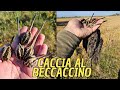 Primi Beccaccini della stagione, bellissima mattinata di caccia #caccia #hunting #hunt  #veneto