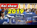 PART 1 - KONTES IKAN KOI TINGKAT NASIONAL - KOI SHOW 2019