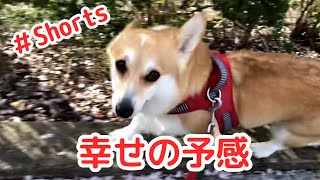 コーギーに舞い降りた幸せの予感がする一瞬＃Shorts 　A moment of happiness that fell on Corgi