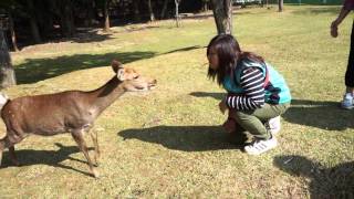 2015-10-21 奈良公園餵鹿_2