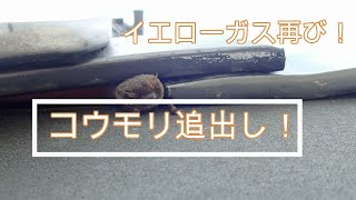 小動物用追い出しスプレー！小動物用追い出しスプレーで、コウモリ追出し作業！イエローガス！！