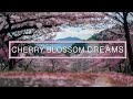 Cherry Blossom Dreams - calm your heart