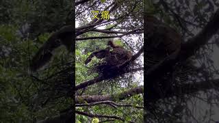 The bird parents, driven crazy by being cooped up in the nest on a rainy day.