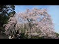 【4k】 2022年4月　【妙祐寺のしだれ桜】　ほぼ満開？　weeping cherry tree of myoyu temple april 2 2022