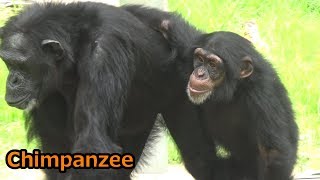 Cute Chimpanzee child \