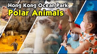 Polar Animals - Hong Kong Ocean Park | Penguin | Arctic Fox | Seal | Walrus | 極地動物 - 香港海洋公園