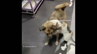 大好きな犬と久しぶりに会えた猫が可愛すぎる