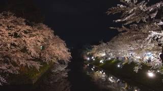 弘前桜祭り夜桜 on 4/27